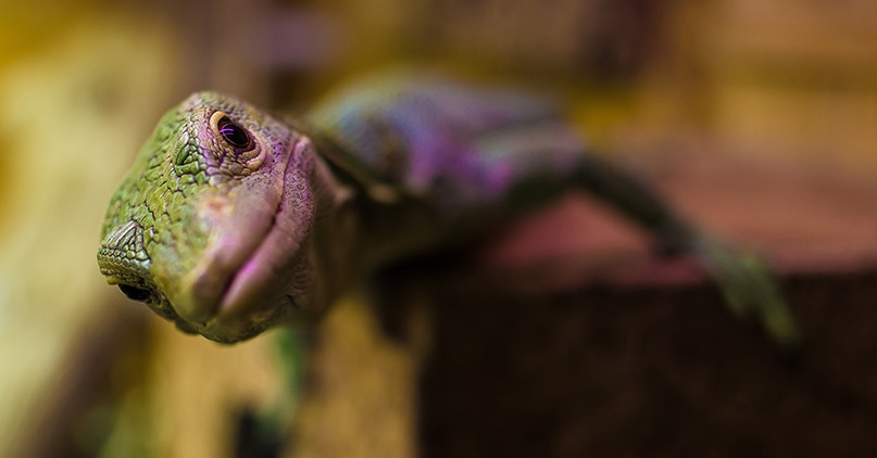 Reptil ser nyskjerrig mot kamera