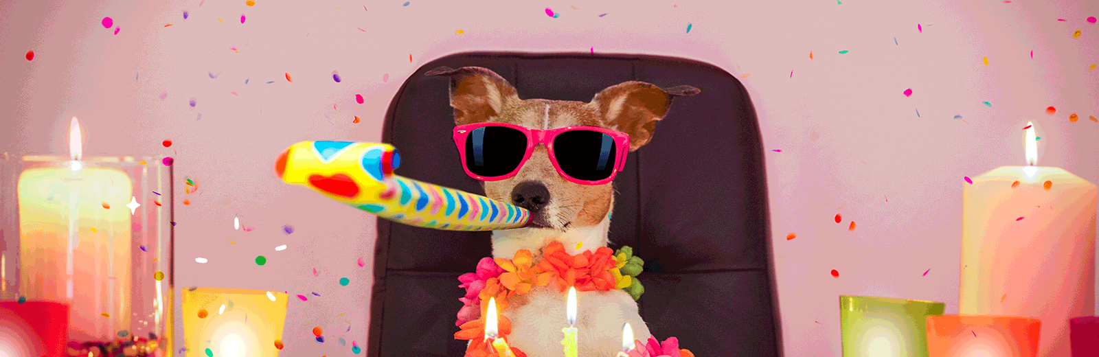 Hund sitter ved bord med solbriller og partyfløyte