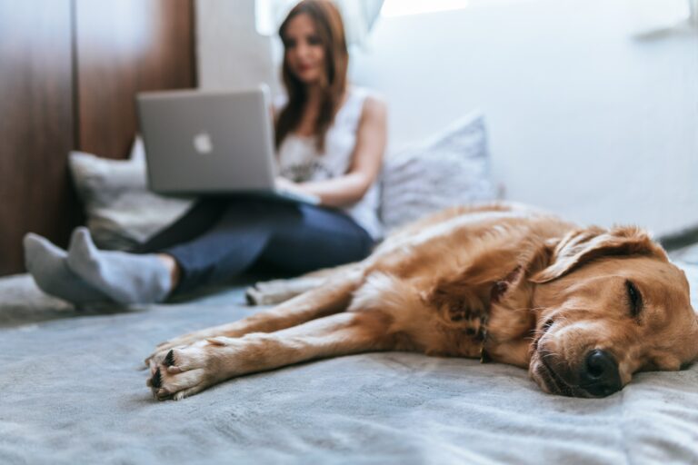 Dame som sitter i en seng og jobber på pc. En hund ligger å slapper av ved siden av henne i senga.